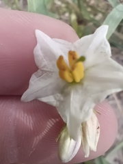 Solanum carolinense carolinense