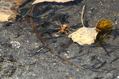 Polistes dorsalis californicus