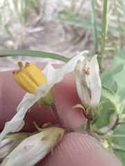 Solanum carolinense carolinense