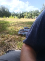 Solanum carolinense carolinense