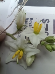 Solanum carolinense carolinense