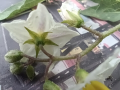 Solanum carolinense carolinense