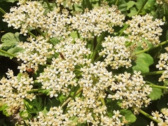 Heracleum sosnowskyi
