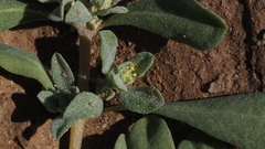 Atriplex elegans fasciculata