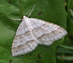 Perizoma parallelolineatum