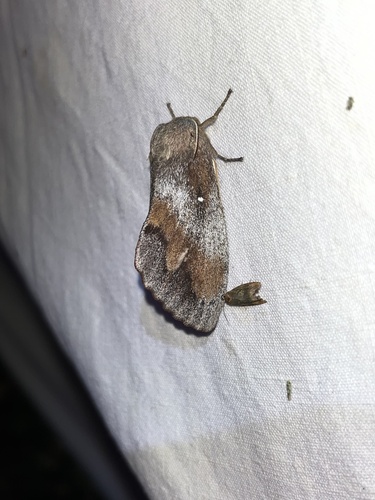 Dendrolimus pini pini