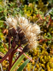Saussurea angustifolia