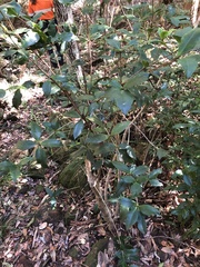 Alyxia magnifolia