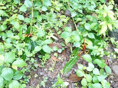 Heliconia mathiasiae