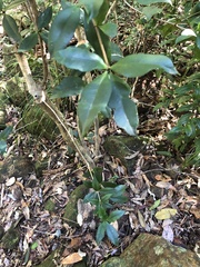 Alyxia magnifolia