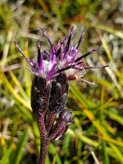 Saussurea angustifolia