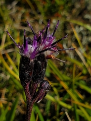 Saussurea angustifolia