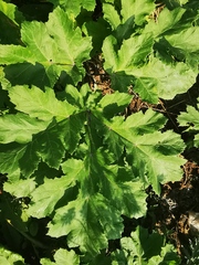 Heracleum sosnowskyi