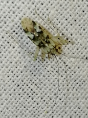 Phytocoris tiliae