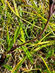 Saussurea angustifolia