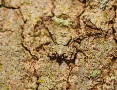 Stephanopis altifrons