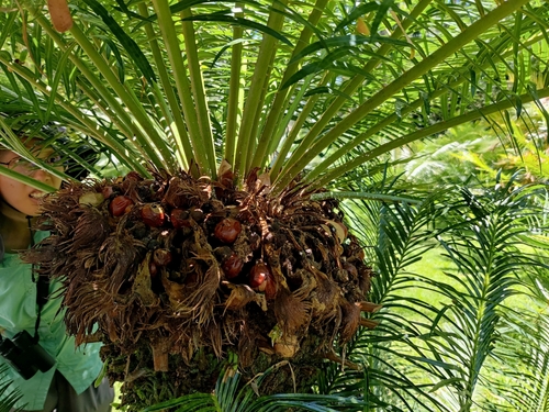 Cycas diannanensis