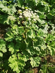 Heracleum sosnowskyi