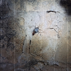 Paraphrynus mexicanus