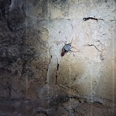 Paraphrynus mexicanus