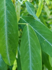 Codariocalyx motorius