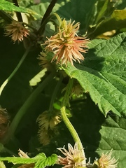 Humulus lupulus