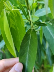 Codariocalyx motorius