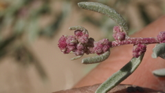 Atriplex canescens laciniata