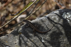 Stenocercus ornatissimus