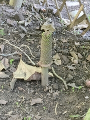 Amorphophallus paeoniifolius