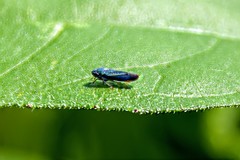 Graphocephala hieroglyphica