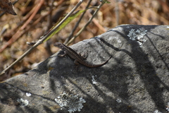 Stenocercus ornatissimus