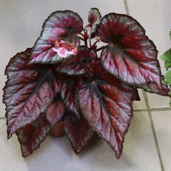 Begonia rex-cultorum