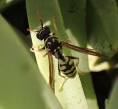 Polistes
