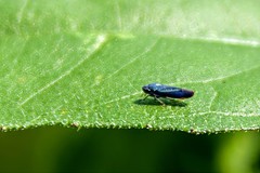 Graphocephala hieroglyphica