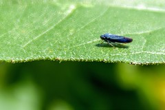 Graphocephala hieroglyphica