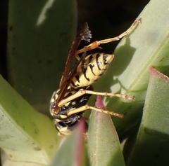 Polistes