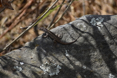 Stenocercus ornatissimus