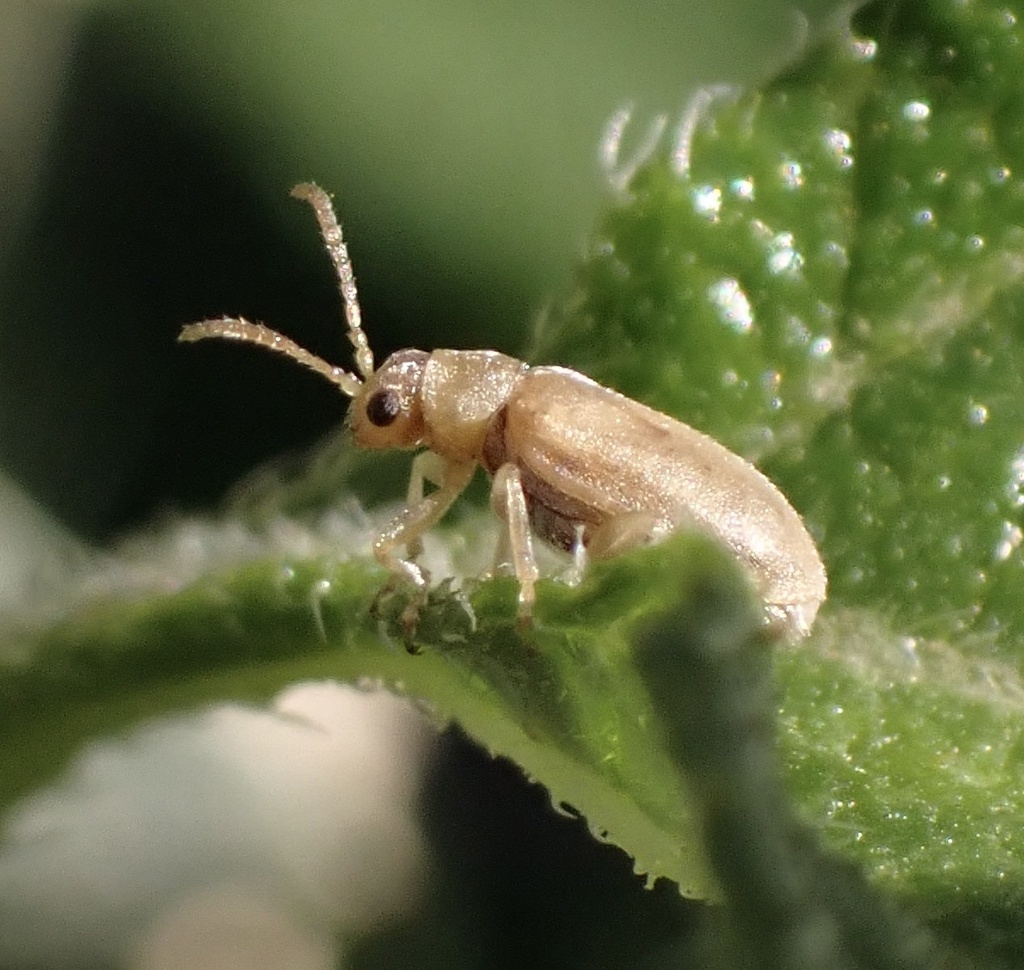 Monoxia obesula