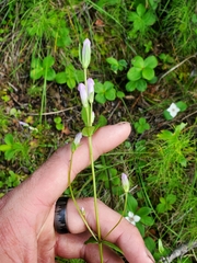 Gentianella propinqua