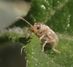 Ophraella