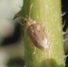 Ophraella