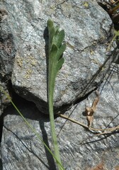 Jacobaea carniolica