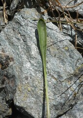 Jacobaea carniolica