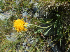 Jacobaea carniolica