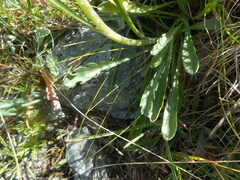 Jacobaea carniolica