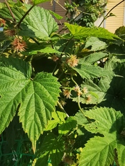Humulus lupulus