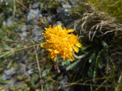 Jacobaea carniolica