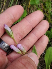 Gentianella propinqua