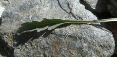 Jacobaea carniolica